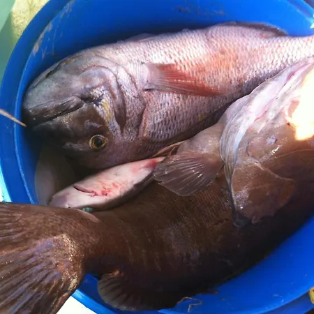 بيت ضيافة Coralli & Restaurant إيلافونيسوس