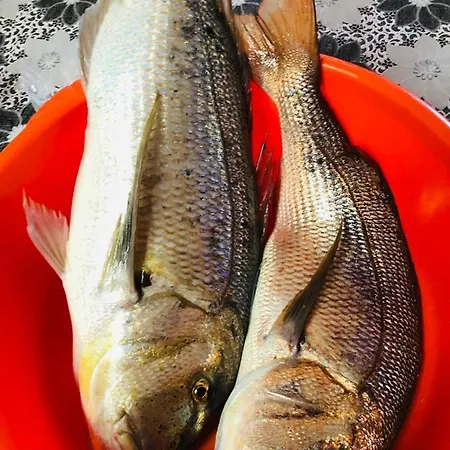 Coralli & Restaurant Πανσιόν Ελαφόνησος