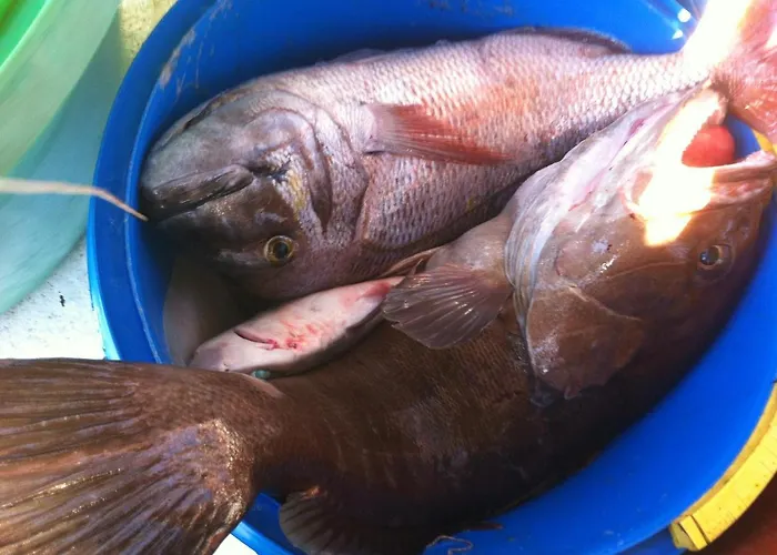 招待所 Coralli & Restaurant 艾拉方索斯