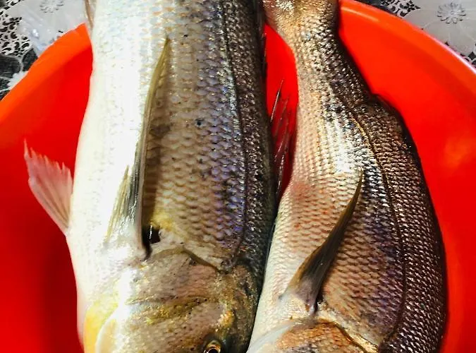 Coralli & Restaurant 招待所 艾拉方索斯